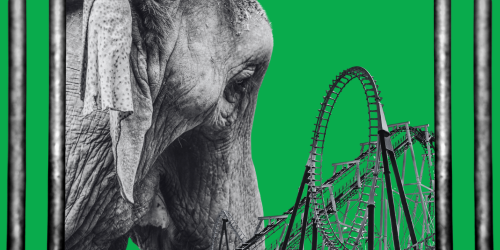 elephant, rollercoaster, bars