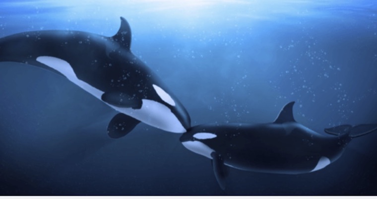 Orcas