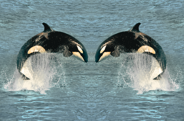 orcas