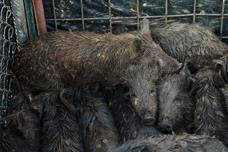 terrified wild hogs
