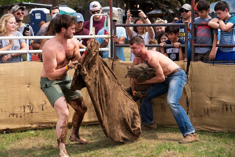 wild hog bagging