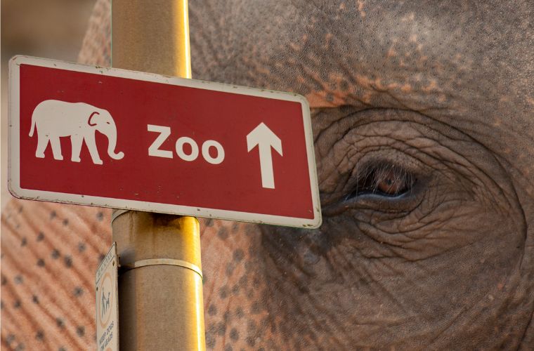 zoo sign and elephant face