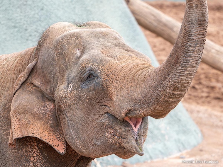 Indu the elephant