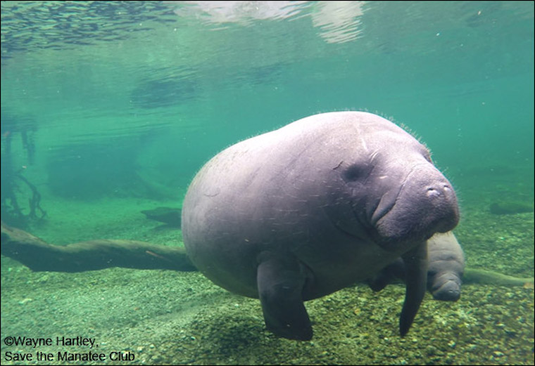Manatee Lesley