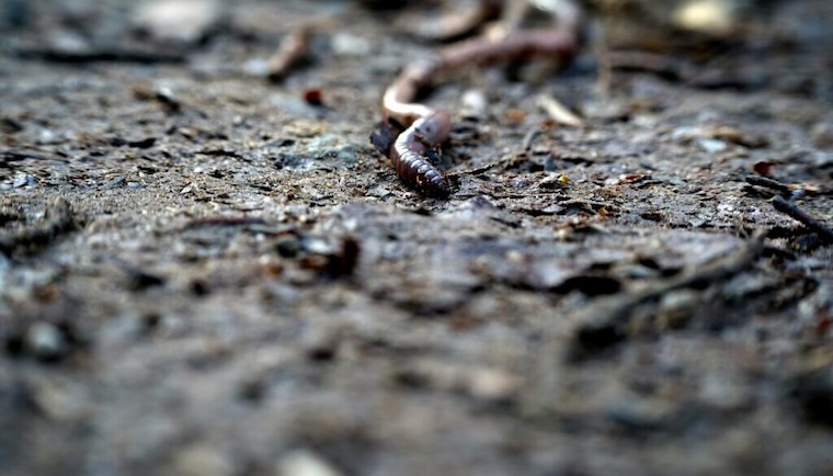 earthworm