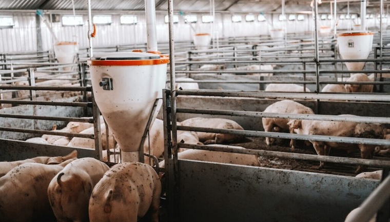 farmed Pigs