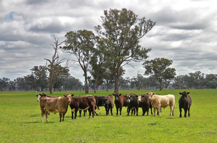 cows