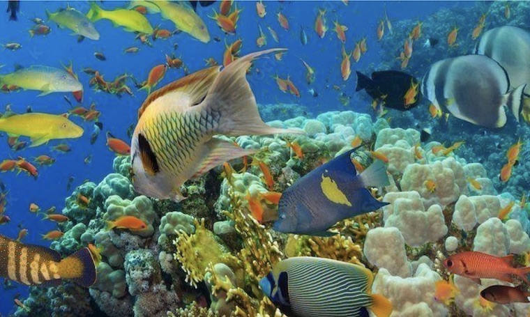 gorgeous sea Animals