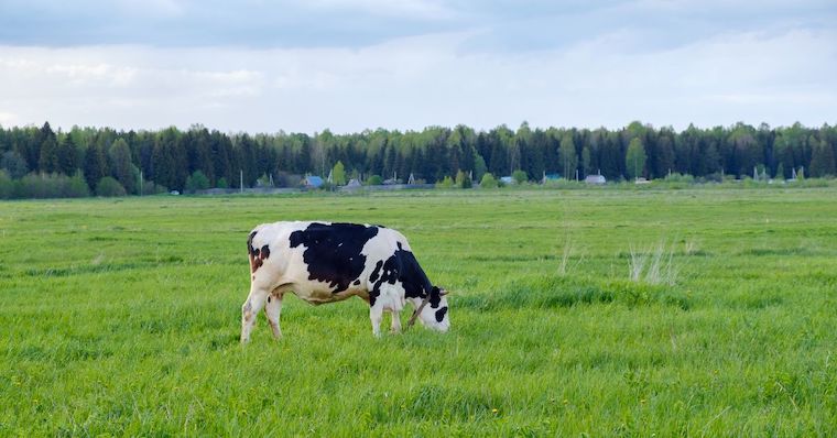 Cow grazing