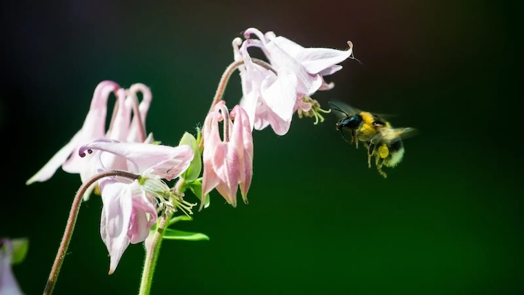 bee and flower
