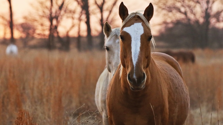 wild Horse