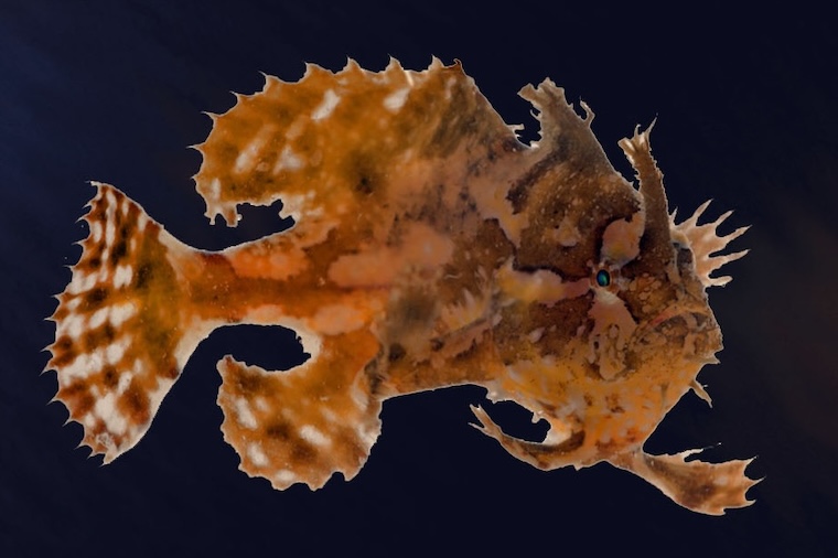 Sargasso Sea