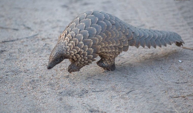 Pangolin