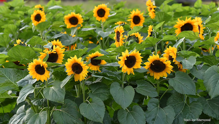 sunflowers