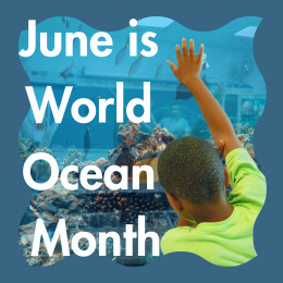 text, coral reef, and child raising hand in classroom