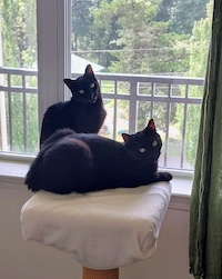 cats Edgar and Francis