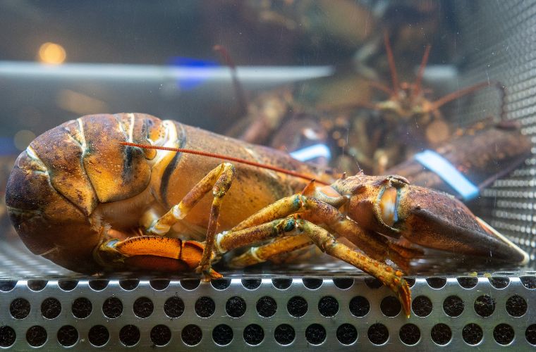 lobster with banded claws