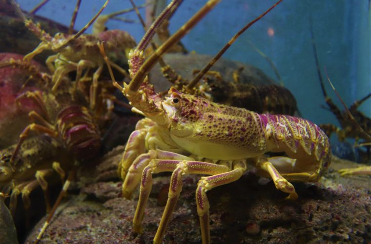 lobster boil protest