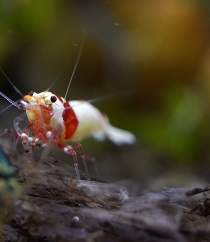 wild Shrimp