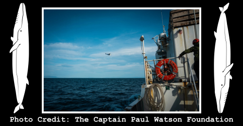 ship at sea and helicopter