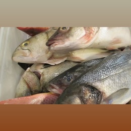 Whole Foods fish counter