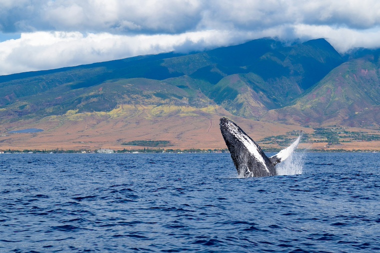 photo of whale above water