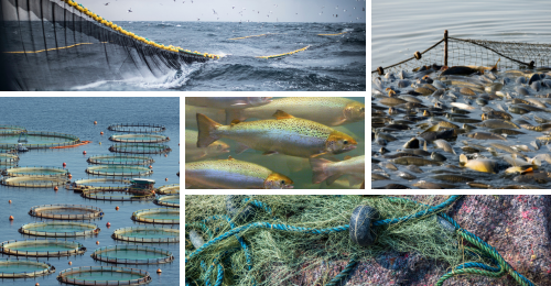 fishes, fishing, and aquaculture