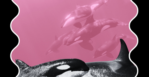 orcas