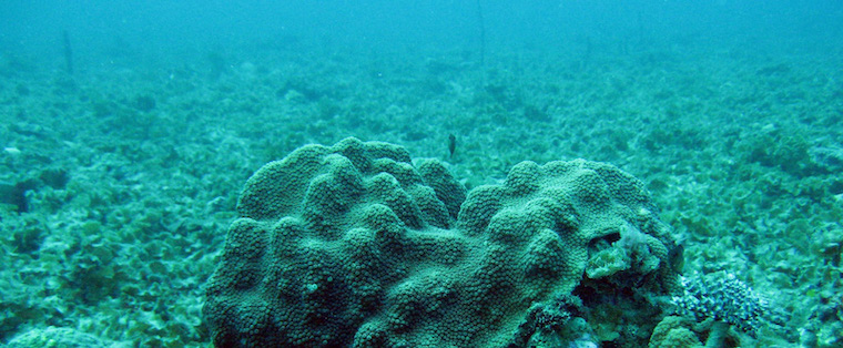 ocean dead zone