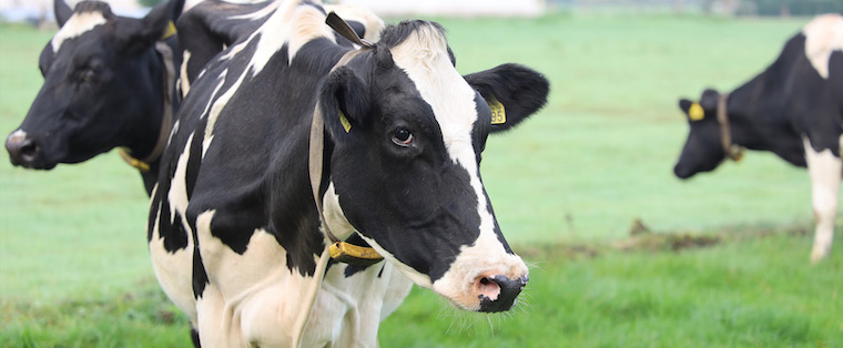 grazing Cows