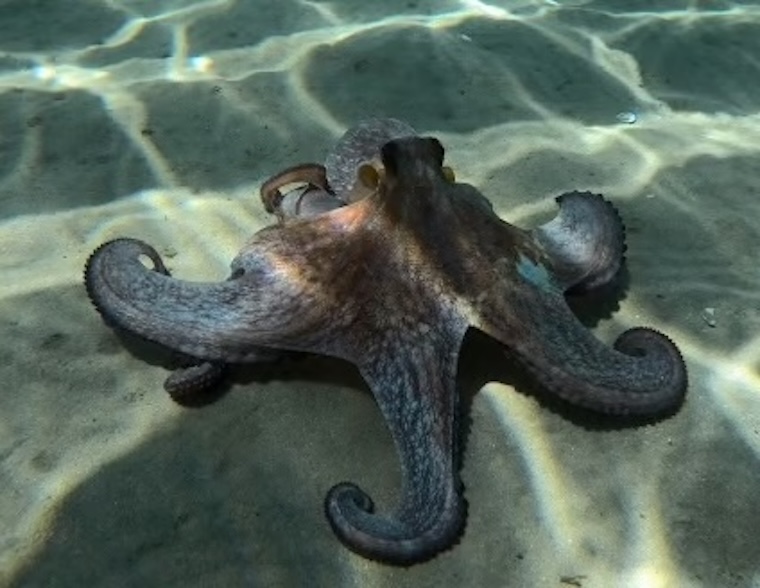 Octopus