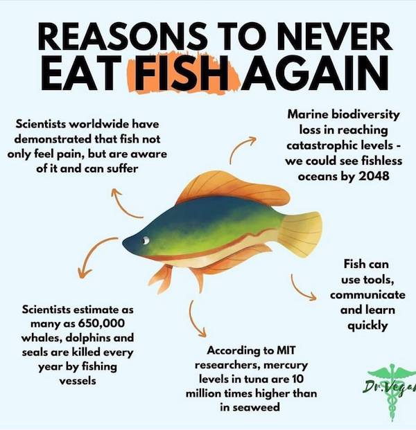 never eat fish