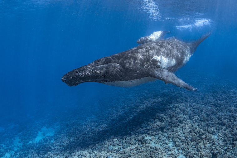 humpback whales