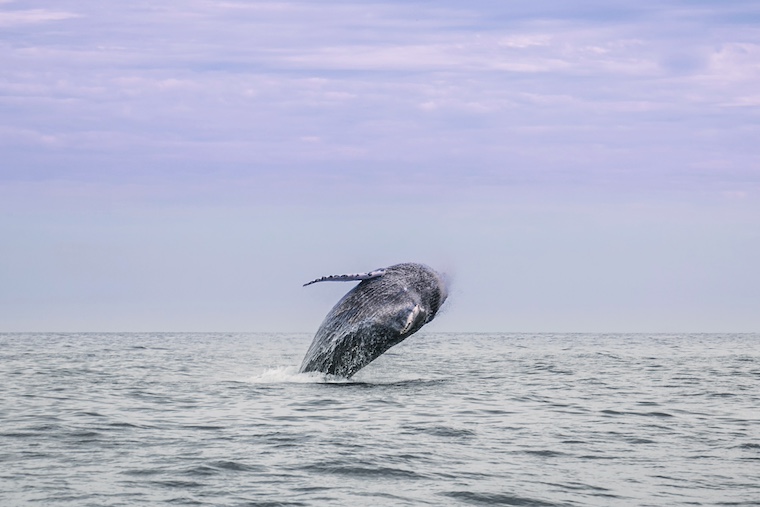 humpback whale