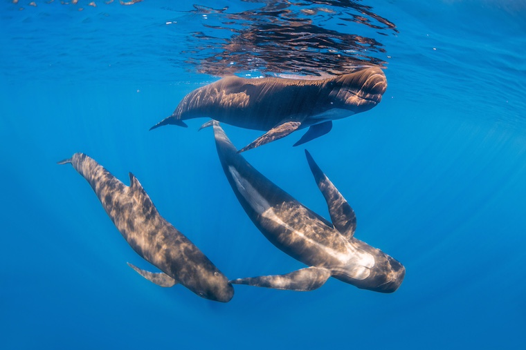 pilot whales