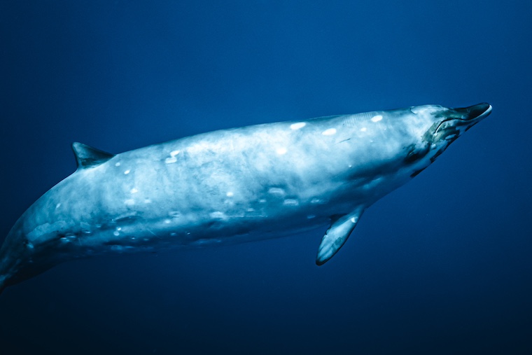 beaked whale calf