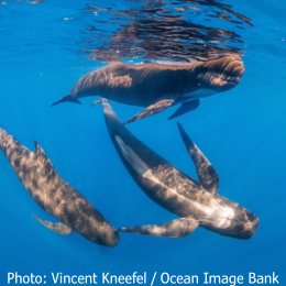 pilot whales