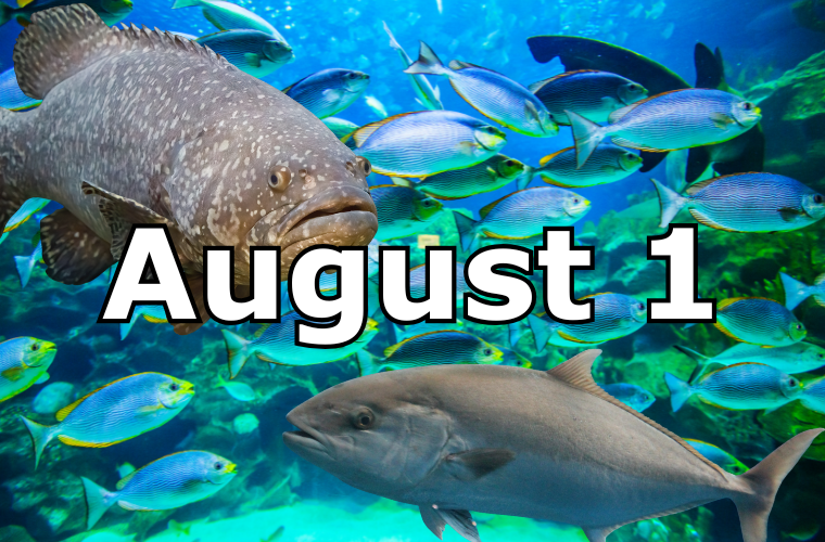 image with fishes and text that says August 1