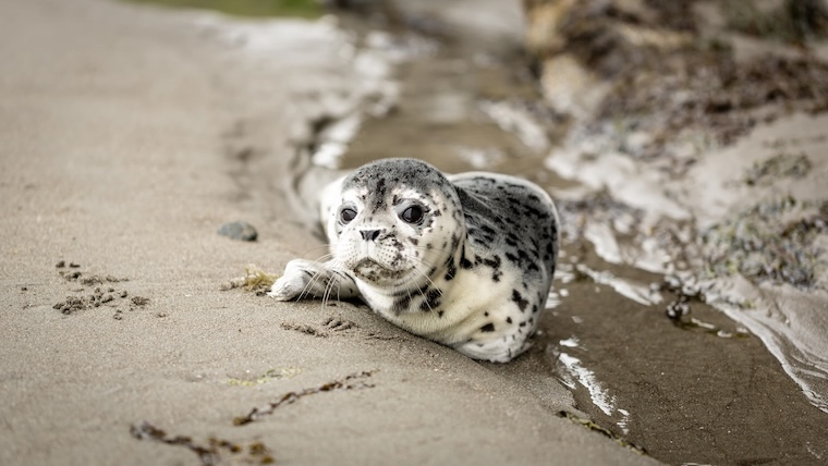 harp seal pup