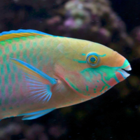 daisy parrotfish