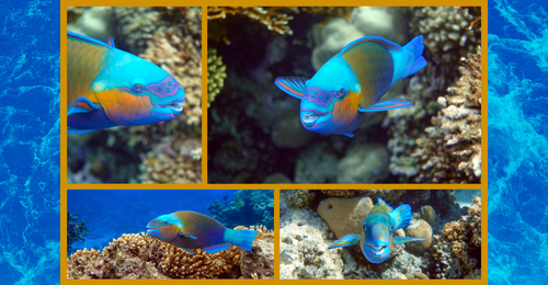 daisy parrotfishes