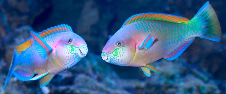 Parrotfish