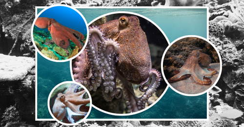 octopuses