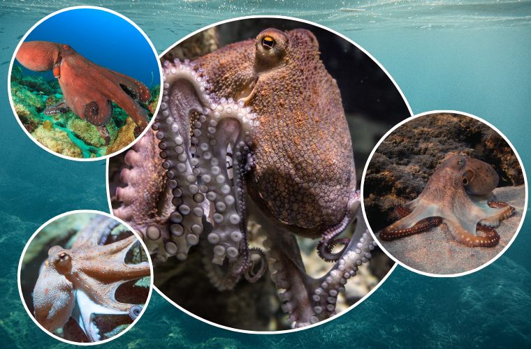 octopuses