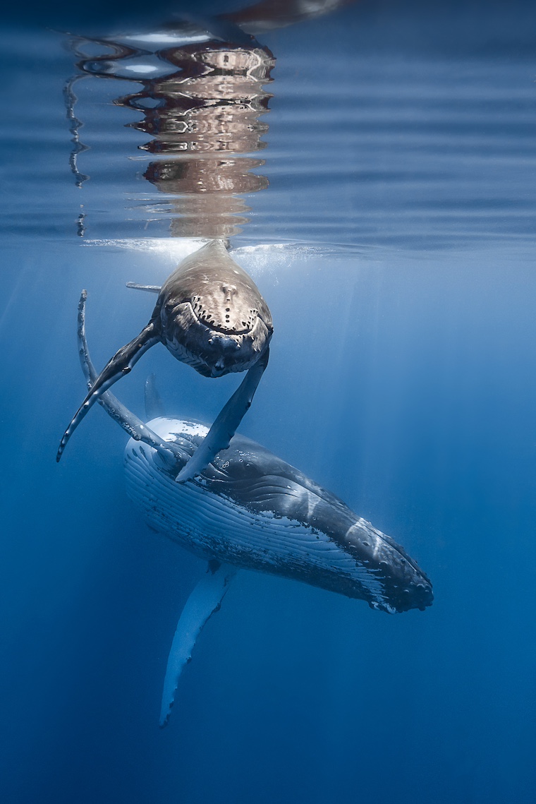 humpback whales