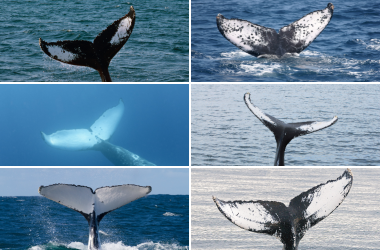 flukes of humpback whales