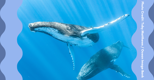 humpback whales