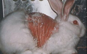 皮膚に試験物質を塗られ皮膚がただれているウサギ