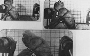 自動車事故再現の衝突実験。猿を固定し、自動車に乗せて衝撃を与える。日本のメーカー。1986年朝日新聞でこの実験の事が取り上げられた。