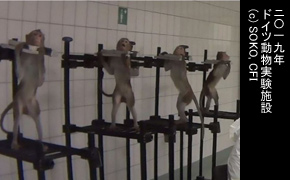 実験施設の猿